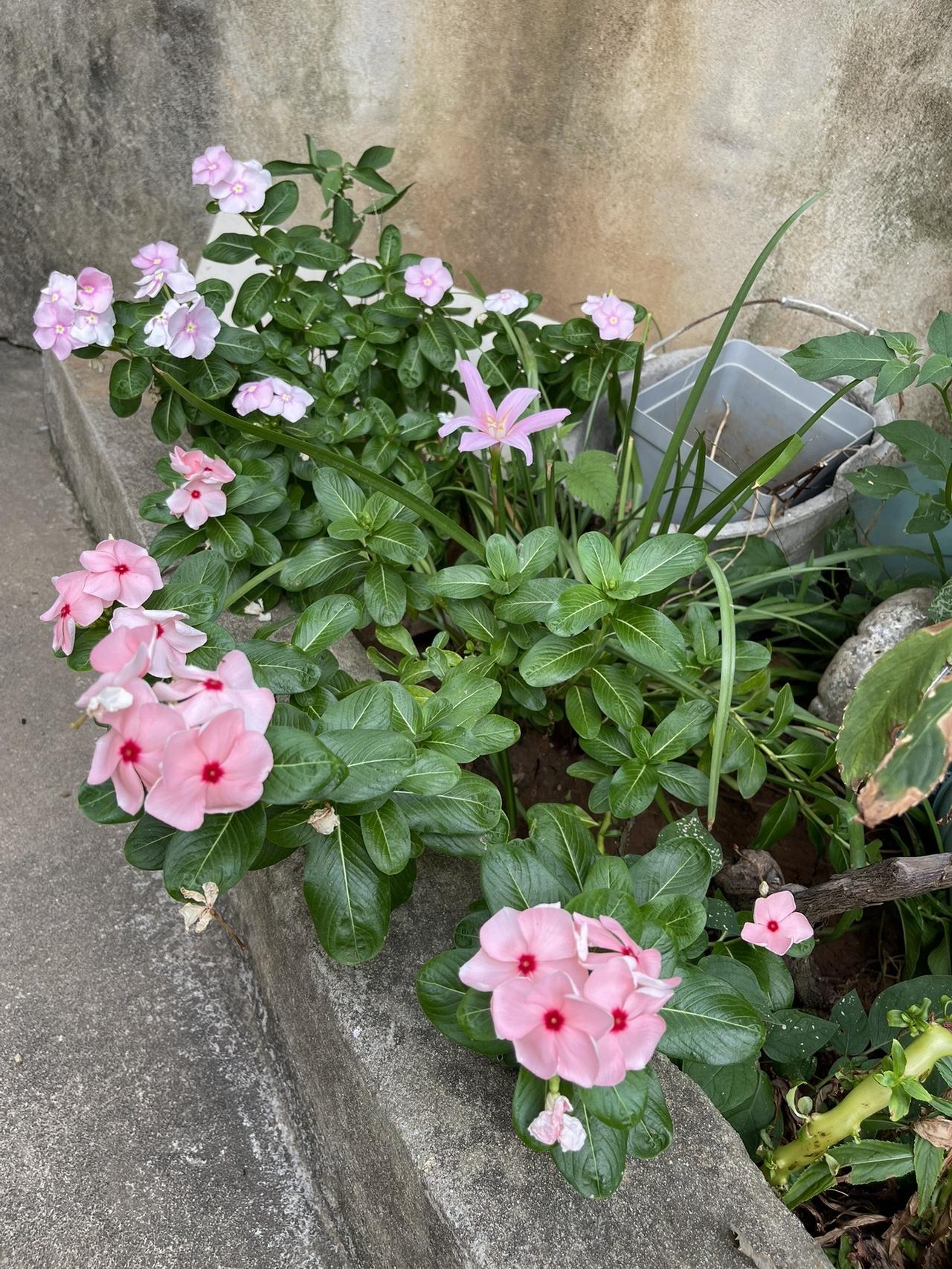 小院时光 好看的花一定要分享给你