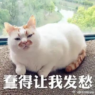 变态害人精先生已经越来越蠢了 