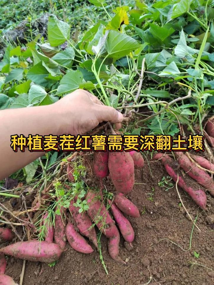 种麦茬红薯需要深耕土地吗种麦茬红薯需要深耕土地。深耕能疏松土壤，改善土壤的通气性