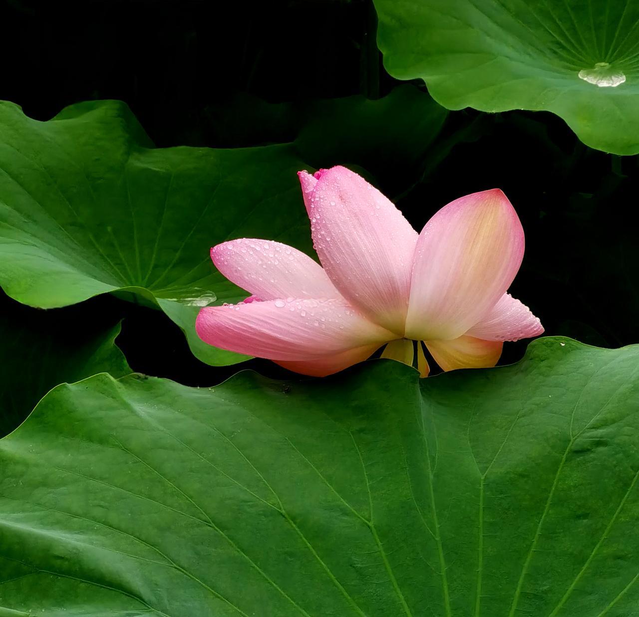 杭州西湖的荷花杭州西湖 西湖荷花