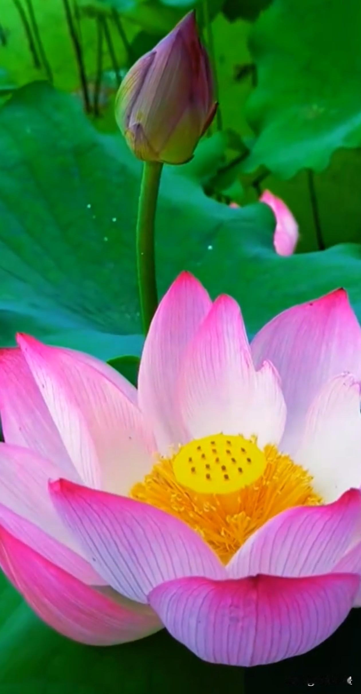 花开有早晚，人生无快慢。静心沉淀，自有芬芳。夏日荷花 人生感悟 治愈风景 静心自