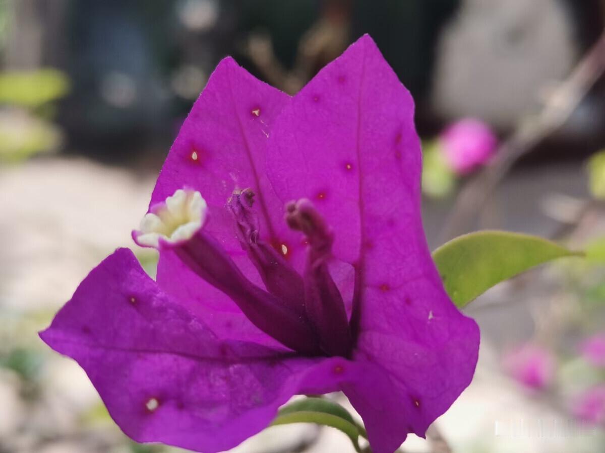 清晨花艳