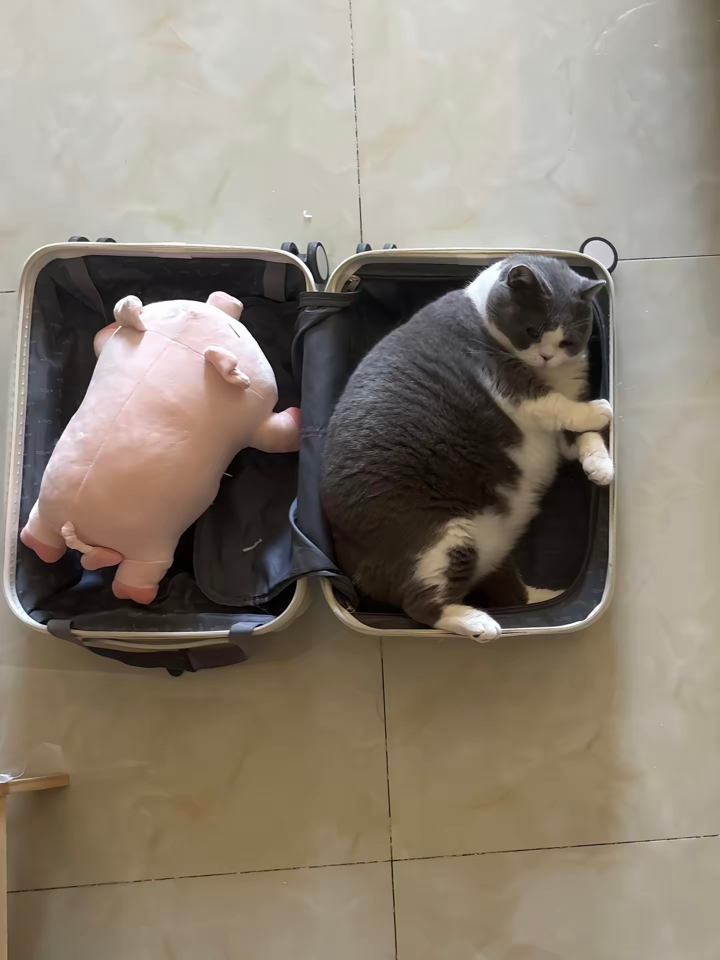 猫咪：我要出门几天，你能照顾好自己吗🥹 