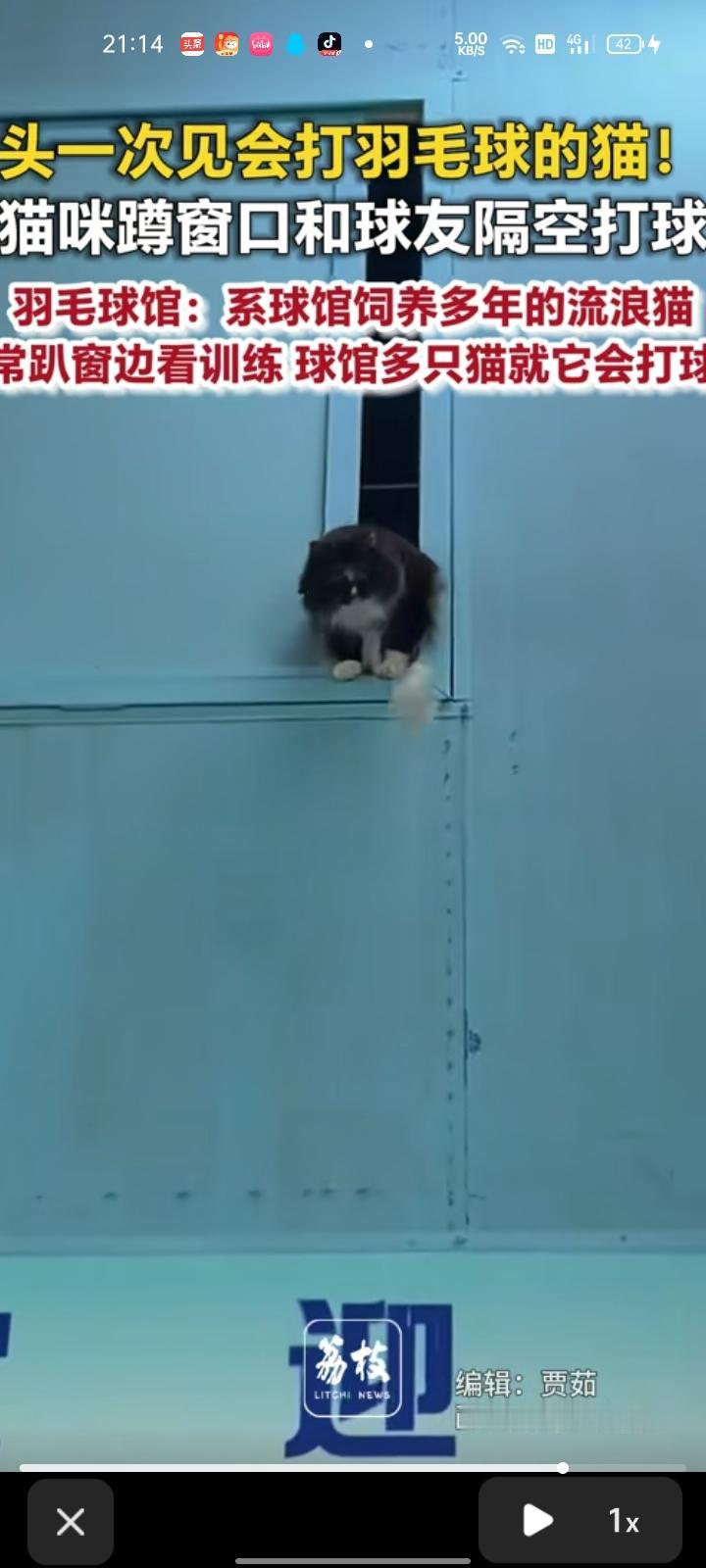 8月3日，山东淄博。网友晒视频称，羽毛球馆里猫咪蹲在窗口和球友隔空打球。视频中，