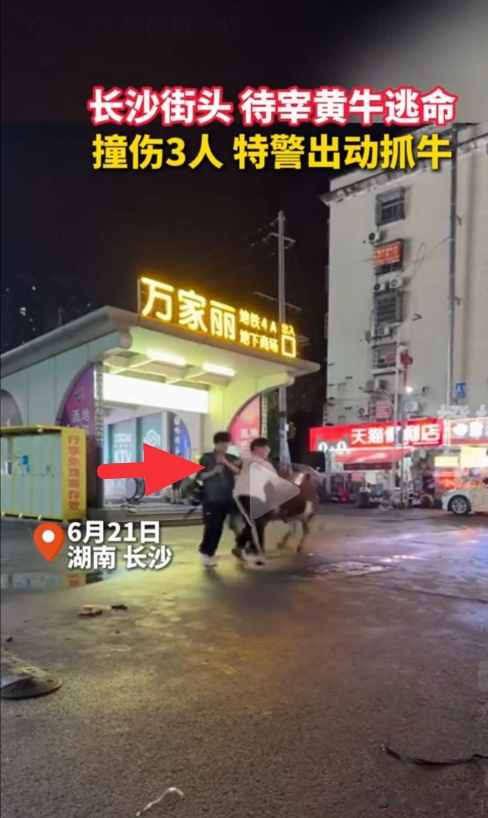 万万没想到，
长沙闹市区一头出逃的待宰黄牛，
竟然让两个男生成为了全网热议的焦点
