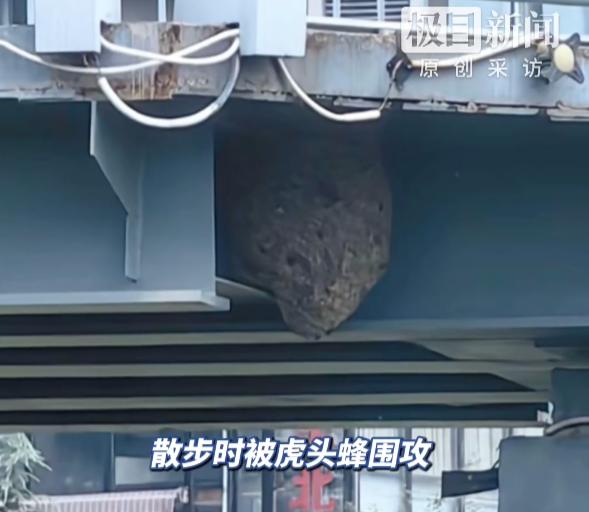 75岁老人桥上被胡蜂蜇200多处身亡，三个部门踢皮球：这桥到底归谁管？

据极目