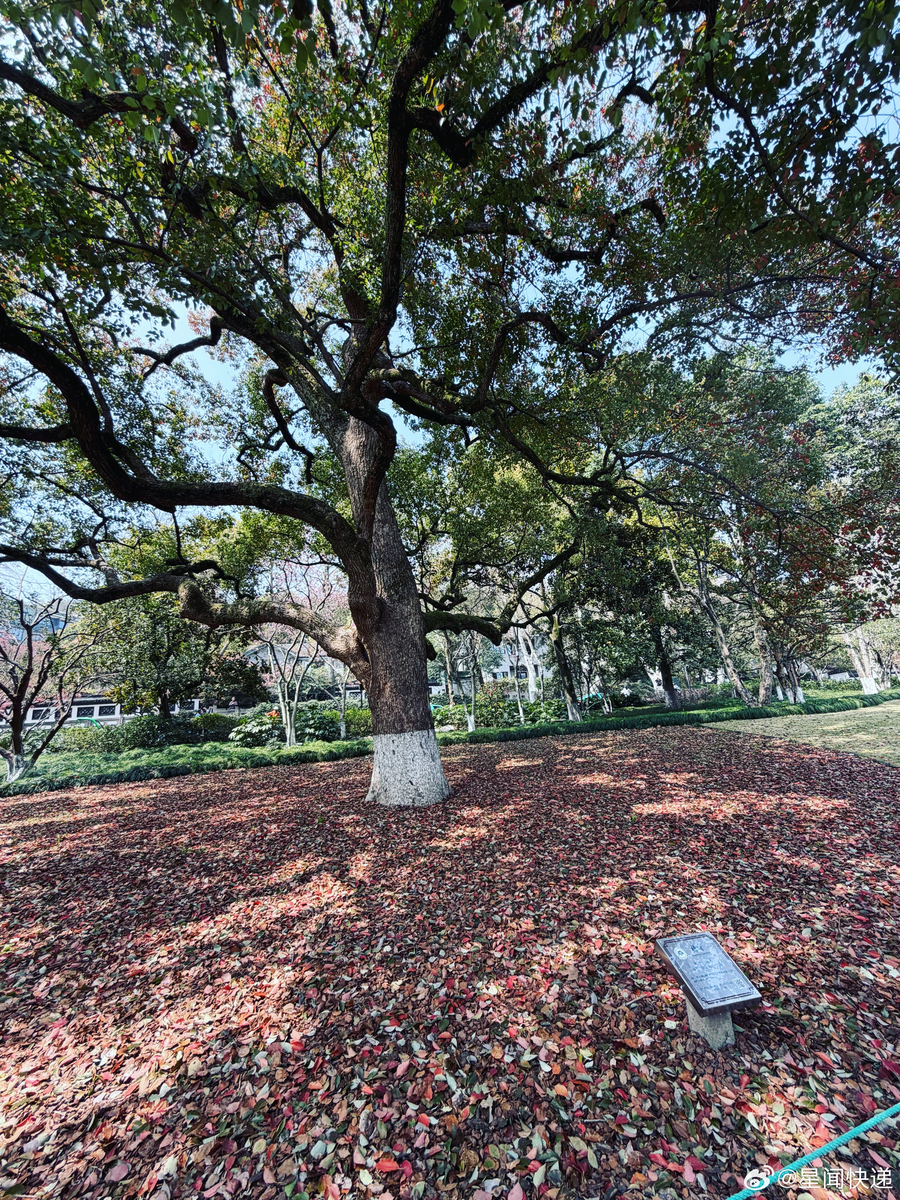 随手拍西湖柳树都发芽了，没事多出去走走吧，要对自己好点，不要再熬夜透支身体啦。 