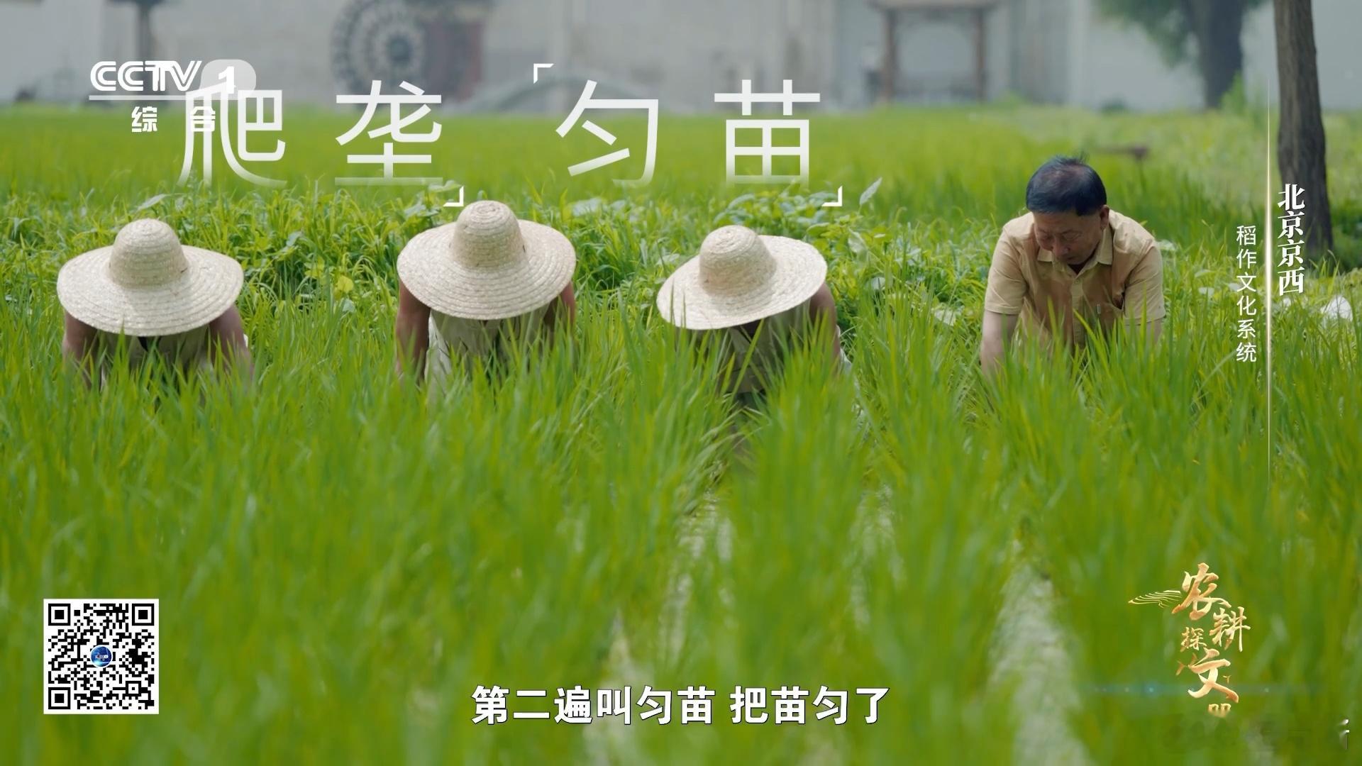 #起猛了看见农民给稻田挠痒痒# 稻农的智慧在田间地头熠熠生辉，他们跪地劳作，双手