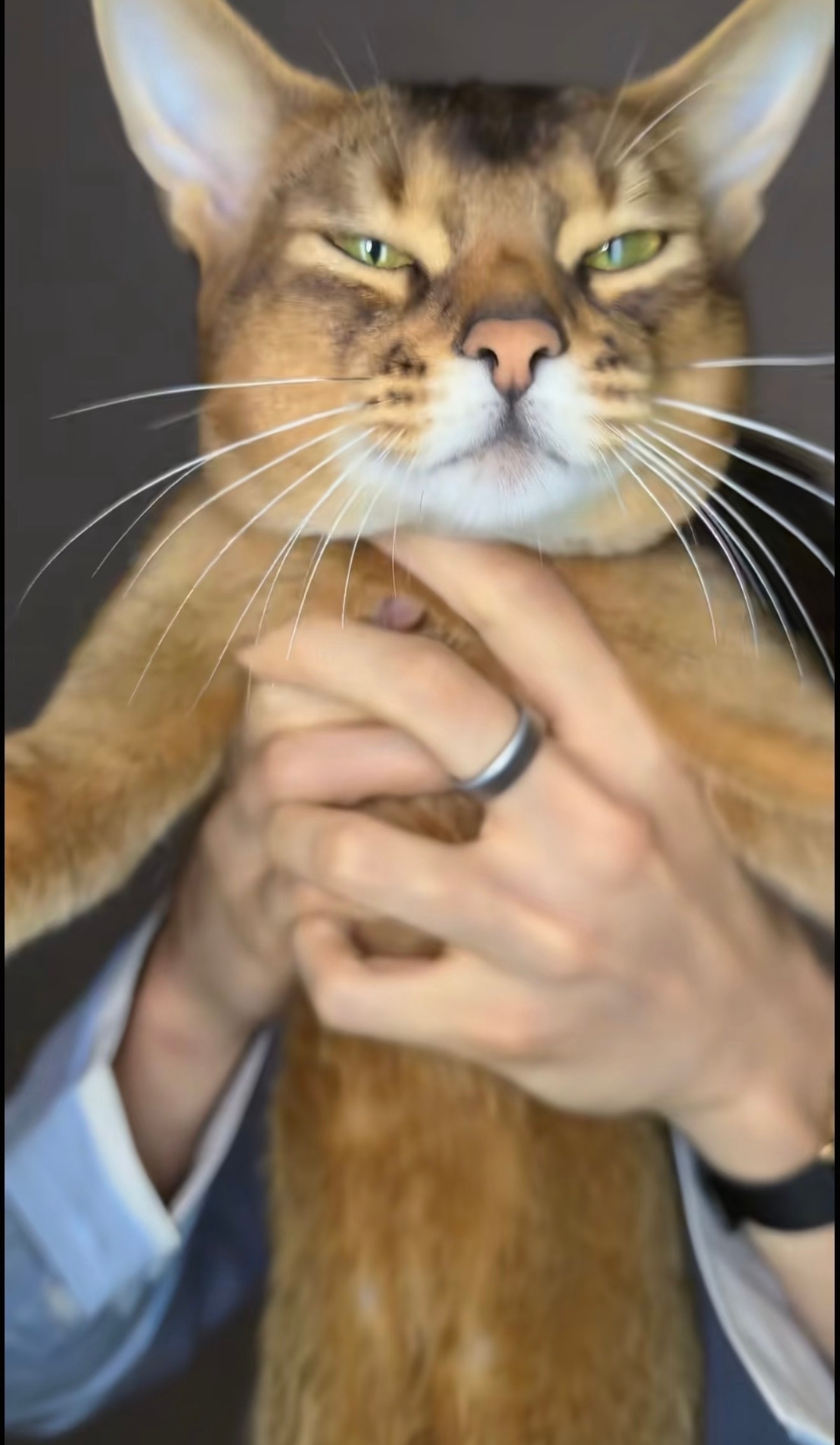 ？我上个月还夸过张新成的猫阿比咋变藏狐了 ​​​