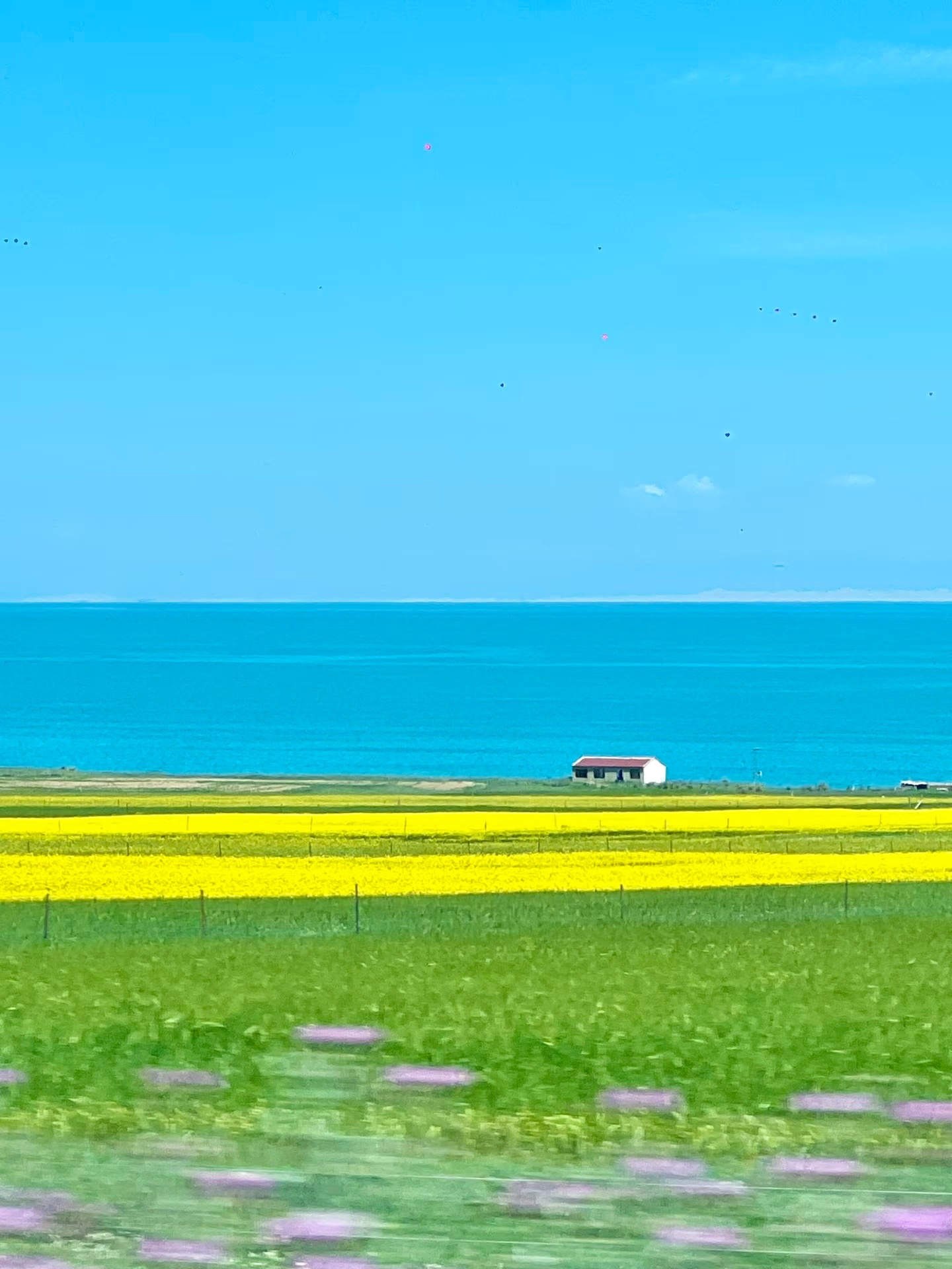 📍青海湖 | 把夏天的调色盘打翻在这里了🎨原来“高原蓝宝石”真的存在💎是湖