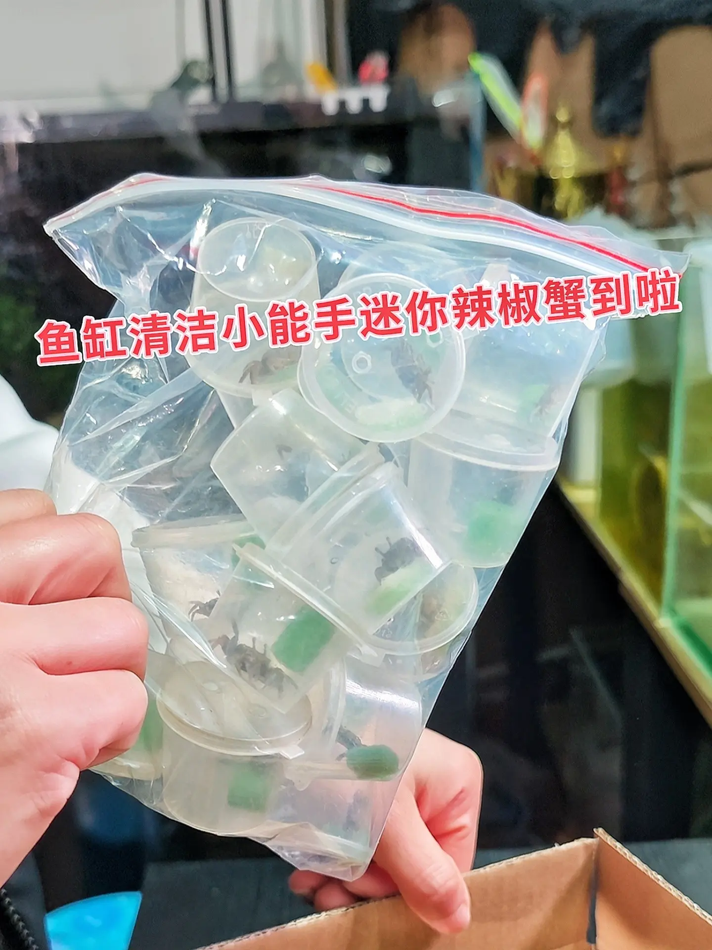 想让鱼缸生态更健康有趣？试试迷你辣椒蟹！它们堪称鱼缸里的“清洁小卫士”...