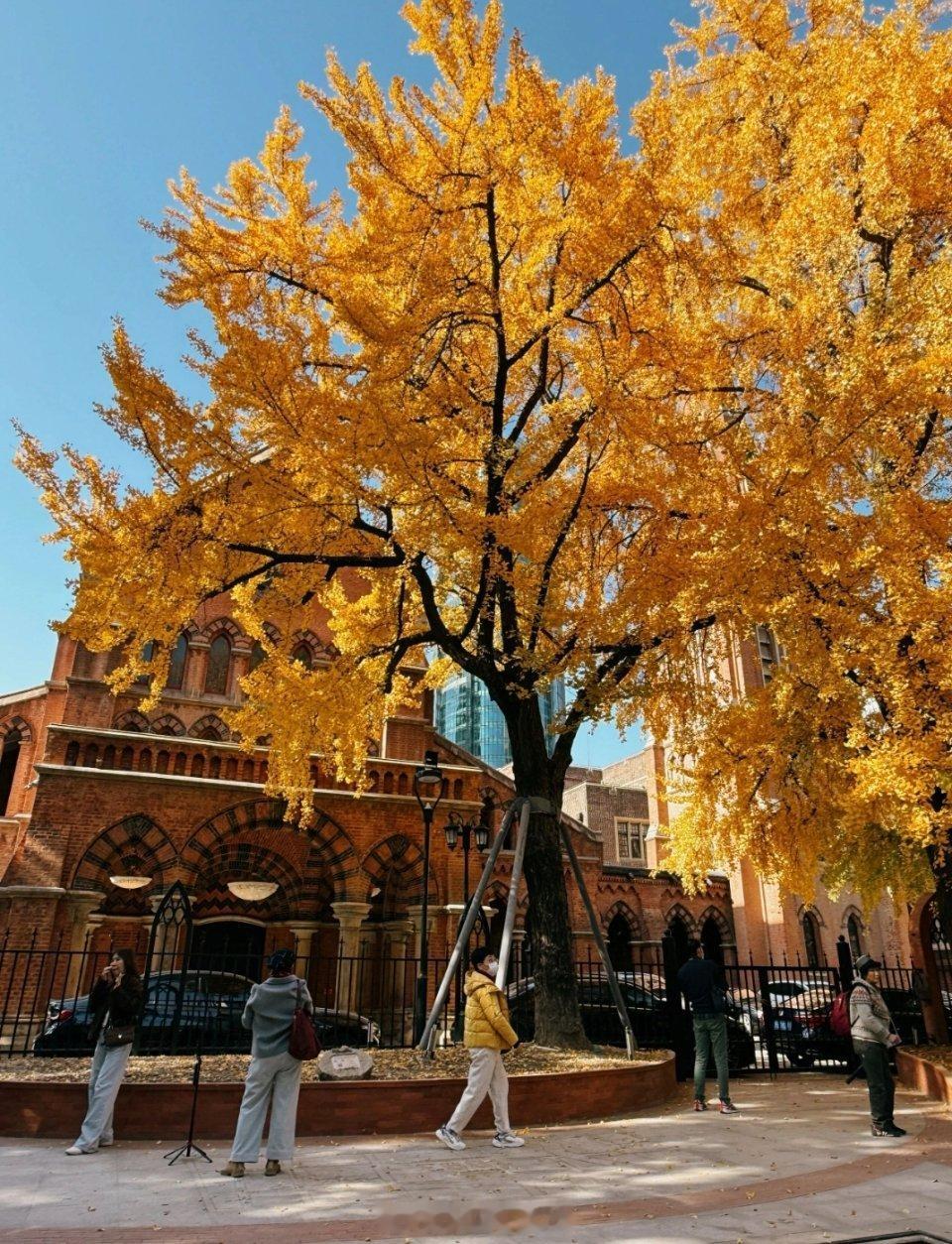 上海圣三一堂前有两棵百年银杏树。1866年，英国设计师史浩德在设计圣三一堂时，这