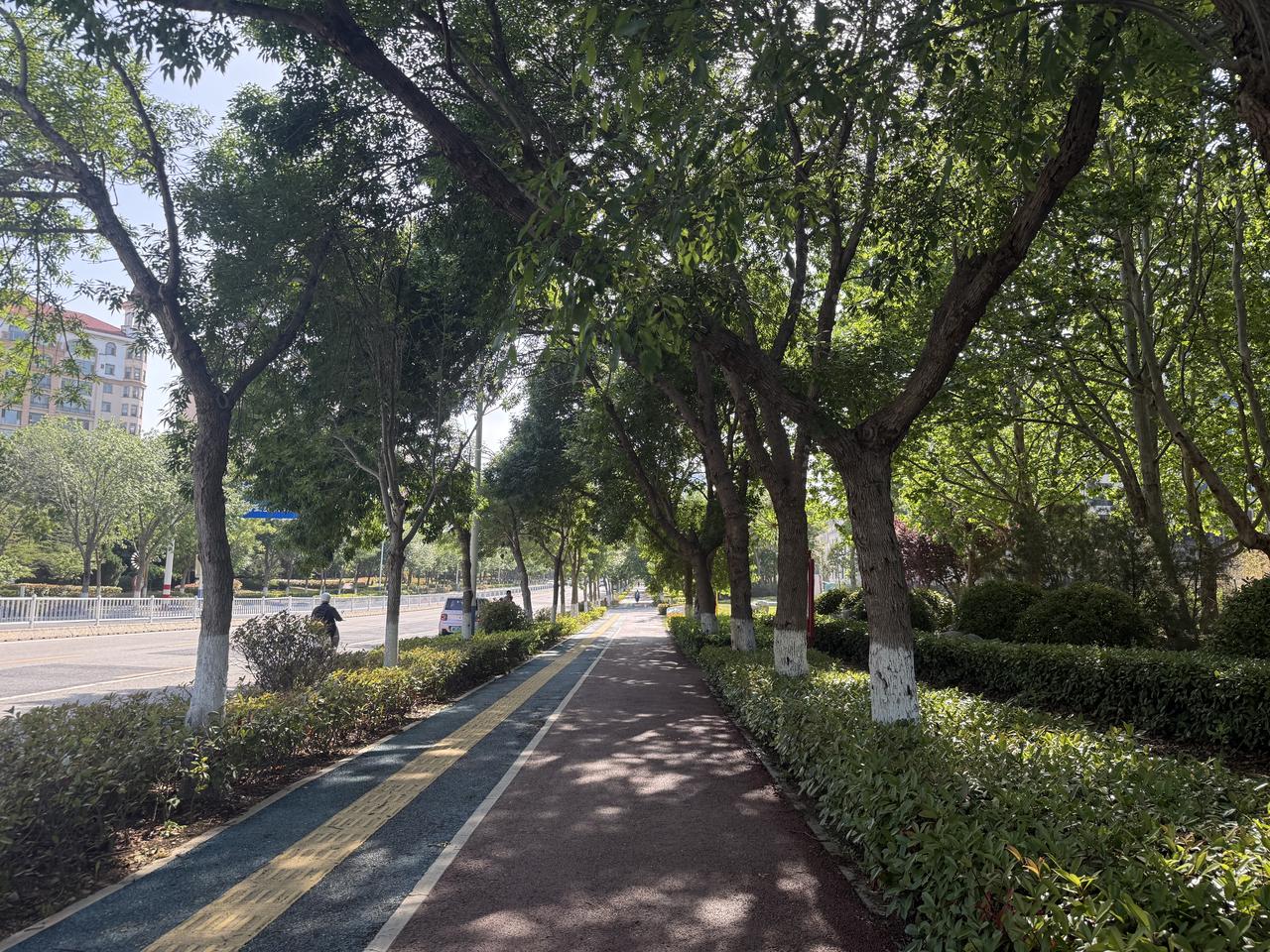 现在走在莱山步行道上感觉真的很好，绿树成荫可以遮阳、夏天白天也可以慢悠悠的在路边