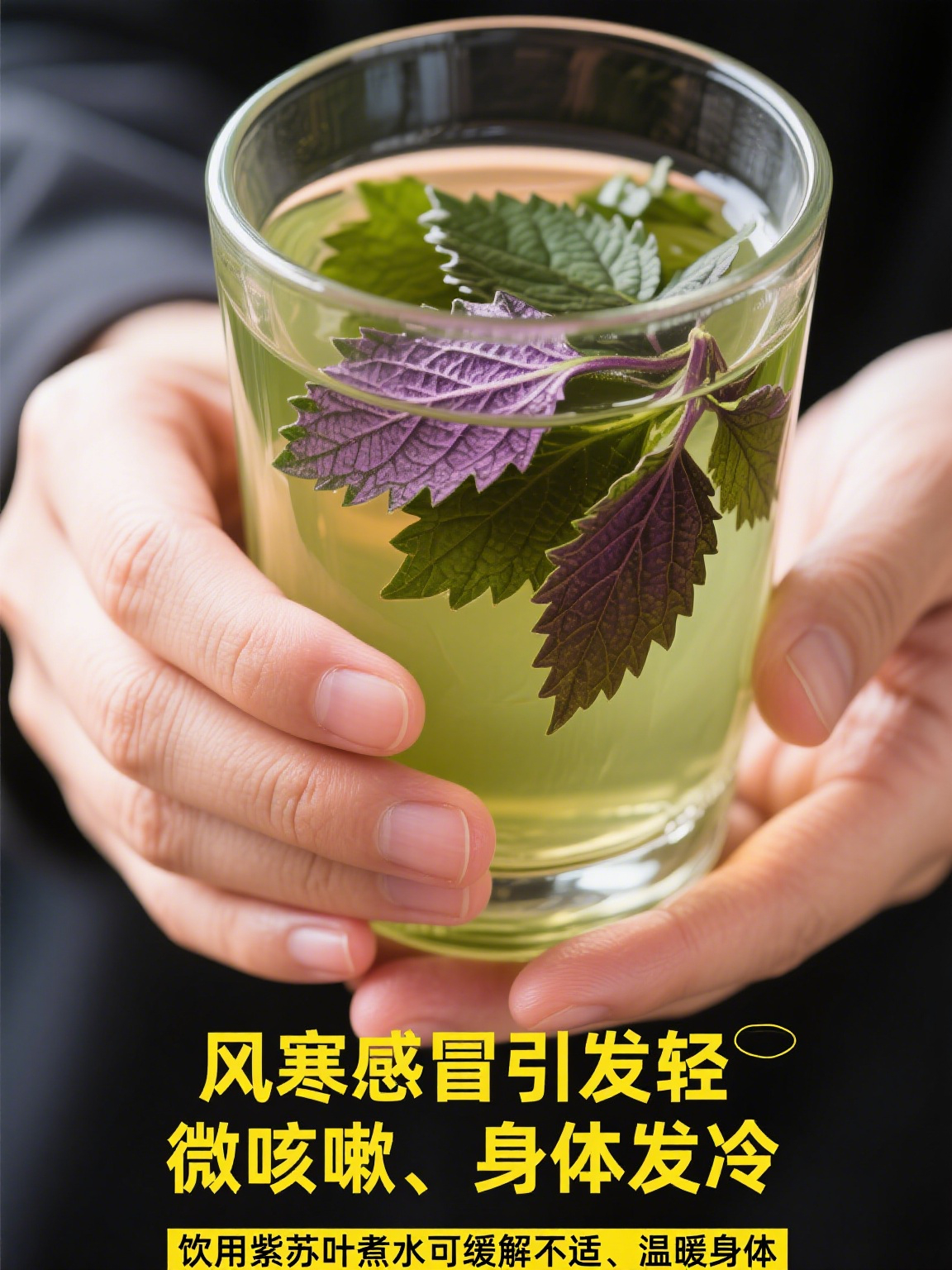 🌿一片紫苏叶，感冒多面手紫苏叶，辛温清香，面青背紫，既入气分，又走血分，因此此