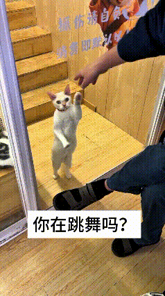 看到这个视频，瞅瞅这白猫急得直蹦跶！主人把它关在玻璃门外，它扒着玻璃左右挥爪，站