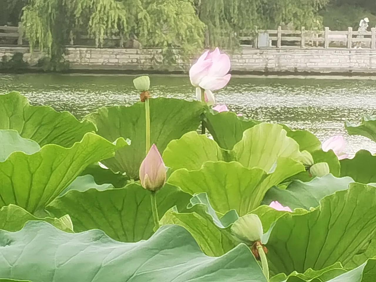 《玫瑰与星辰的絮语》

玫瑰在晨光中舒展
露珠是昨夜的私语
凝结成透明的诗行
