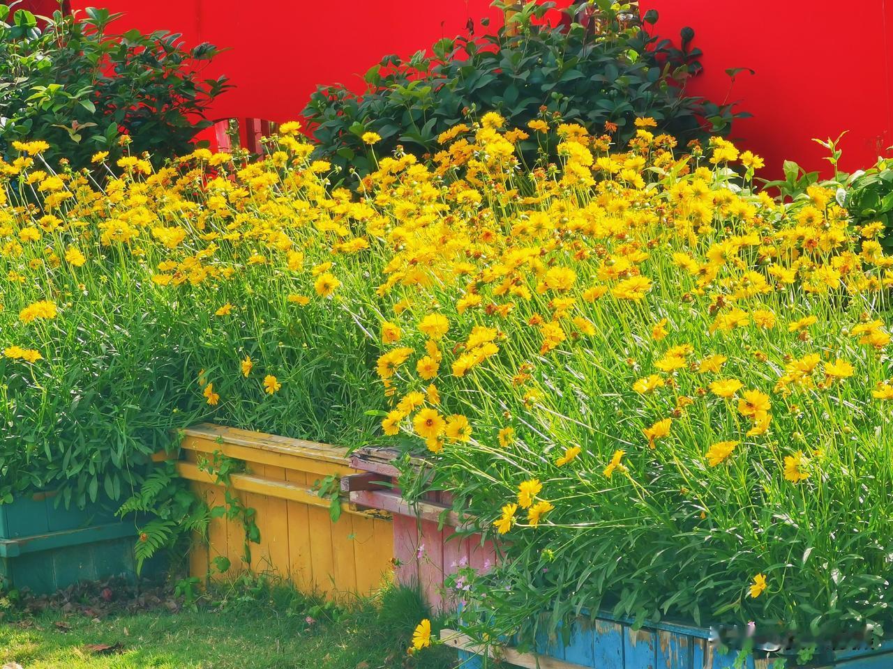 柳州园林科技园金鸡菊开了