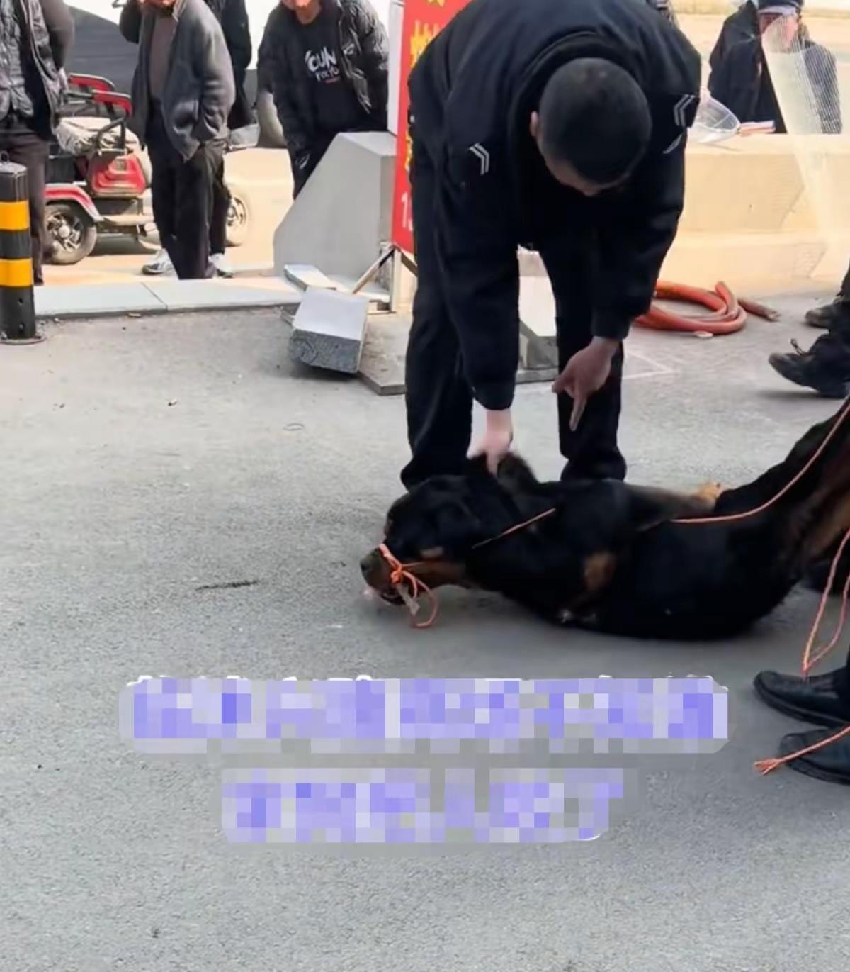 看着就疼！一条恶犬接连袭击了两人，一人是儿童，一人是老人，两人都有不同程度的撕咬