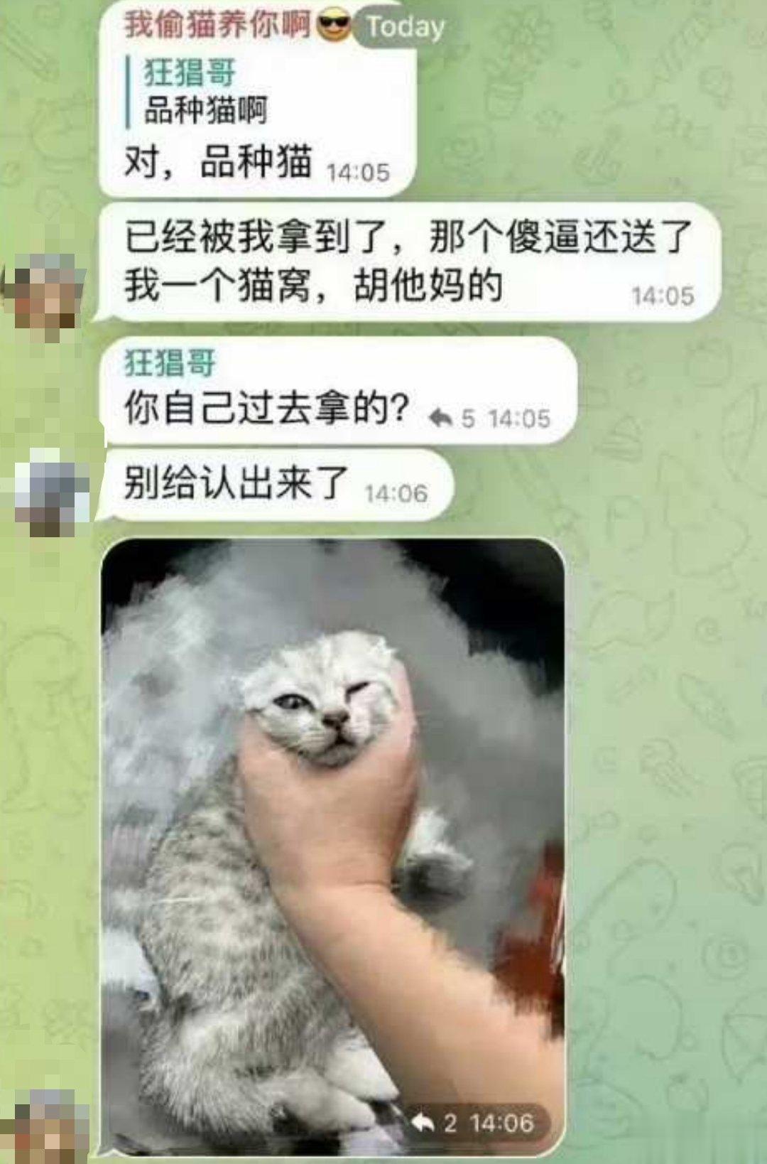 -大家扩一下这只猫叫巴基，是广东地区的，寻找猫猫的主人！！杰克辣条他们说要把猫剁