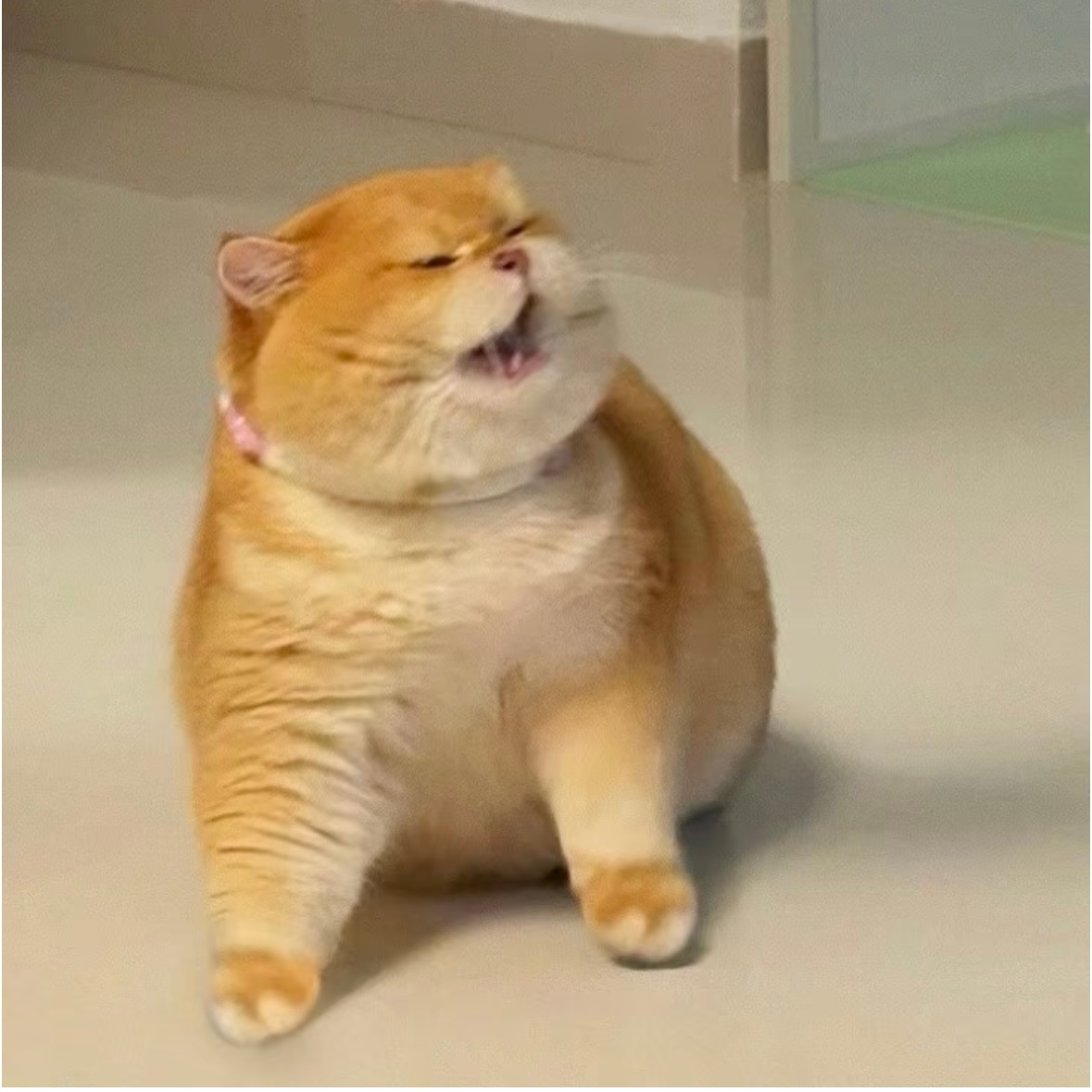 大专肥猫也想成为47这样的神秘美丽战斗力超群的大帅猫啊，但他天生就是毛毛蓬蓬，爪