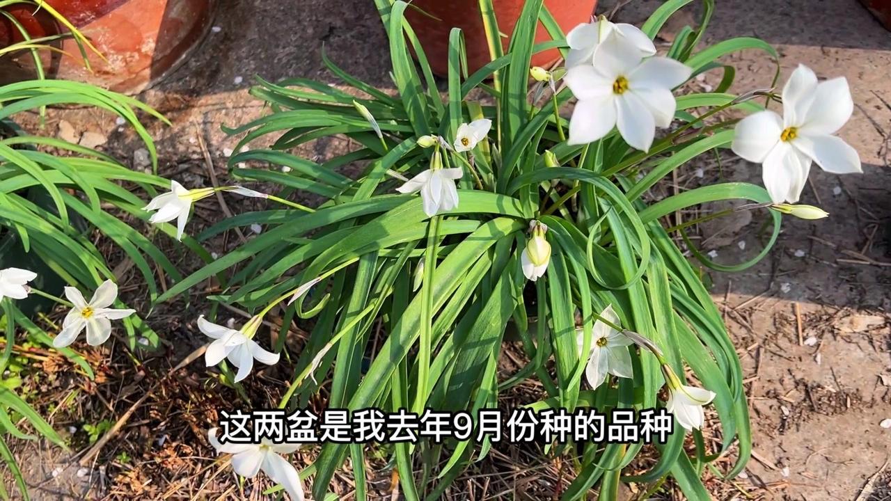 🌿新手也能养爆的「懒人草花」
花韭真的是草花里的省心王！去年9月朋友分享的小苗