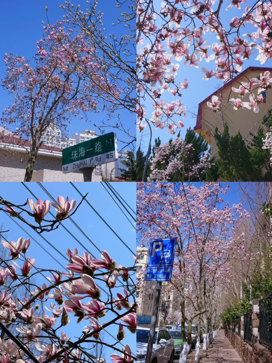 青岛玉兰花实况报道❗️附超全赏花攻略快码住