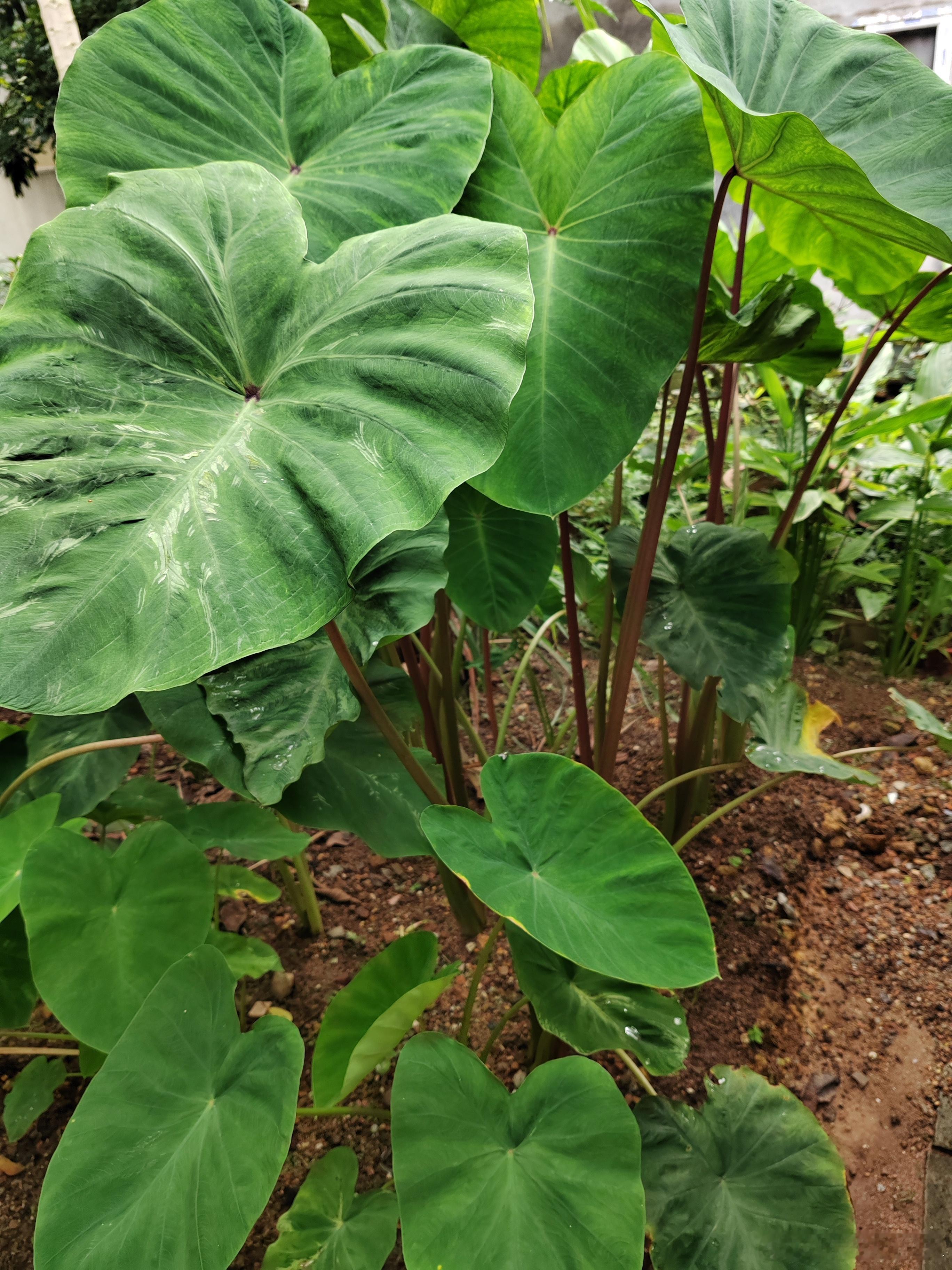 日常画画和种菜 