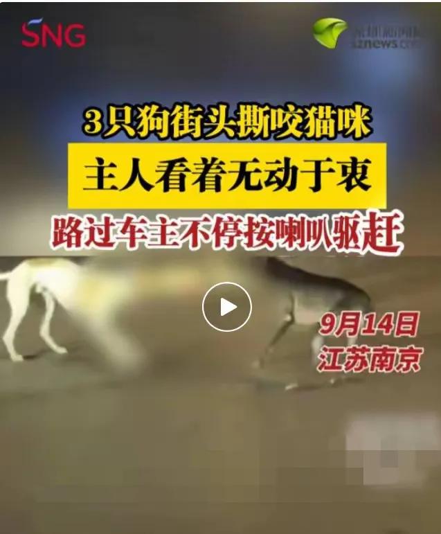 南京街头那幕真让人膈应！
三只没拴绳的狗把小猫围在马路中间撕咬，
旁边狗主人不光