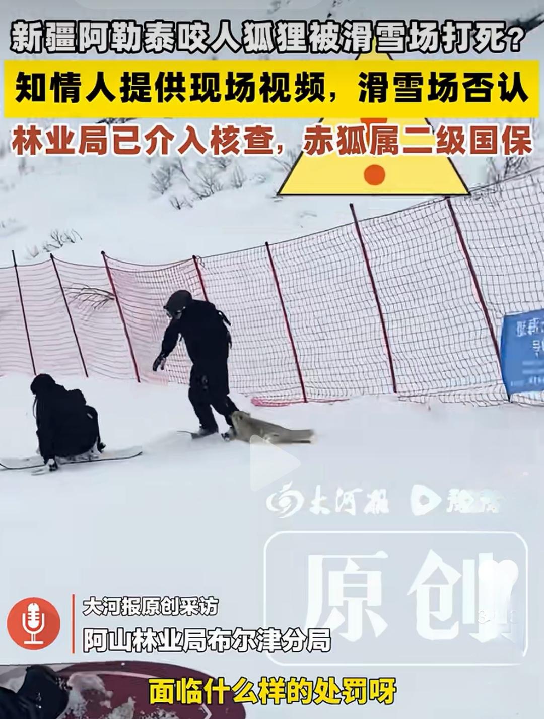 这无疑是法律界“白左化”的典型例证。野生狐狸主动攻击人类，
不论该野生动物属于几