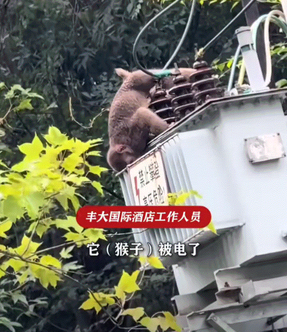 看得揪心。安徽黄山，一只猴子攀爬高压线时误触高压电身亡，而当其遗体悬挂在变压器上