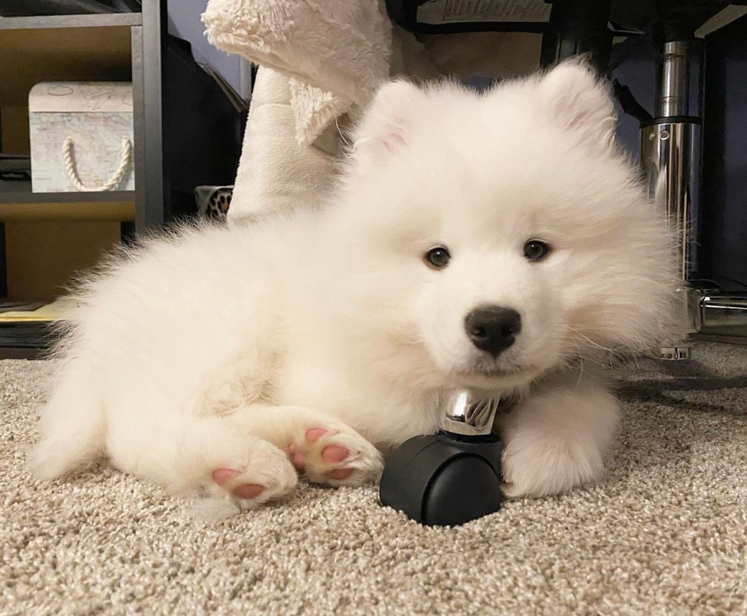 这个地球没有了谁，都不会停止转动，唯独没了我，我的小狗就只剩漫长空荡的等待。小狗