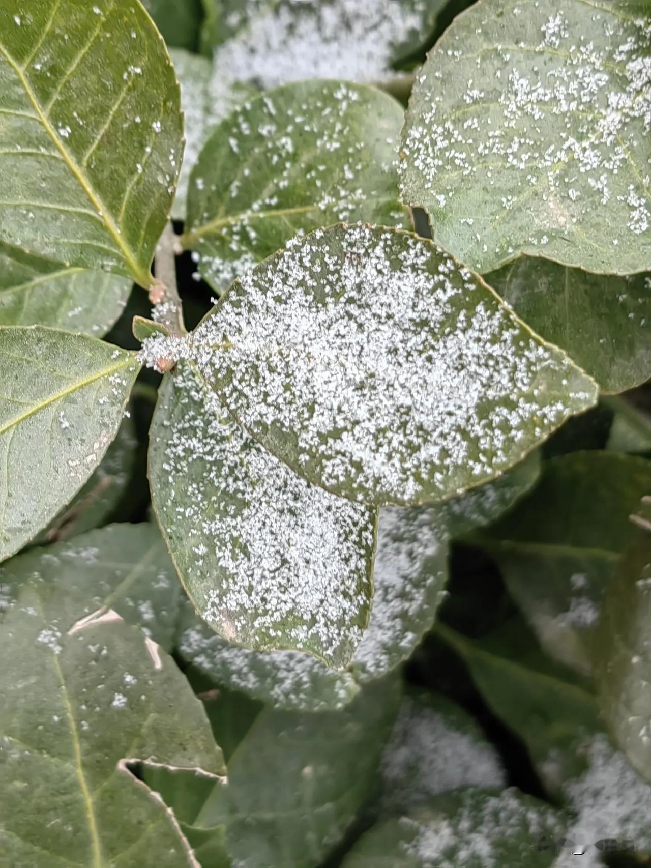 盼了好久的大雪总算来了！
抬头看是漫天飞舞的小雪花，可落到地上就没了影，全怪这地