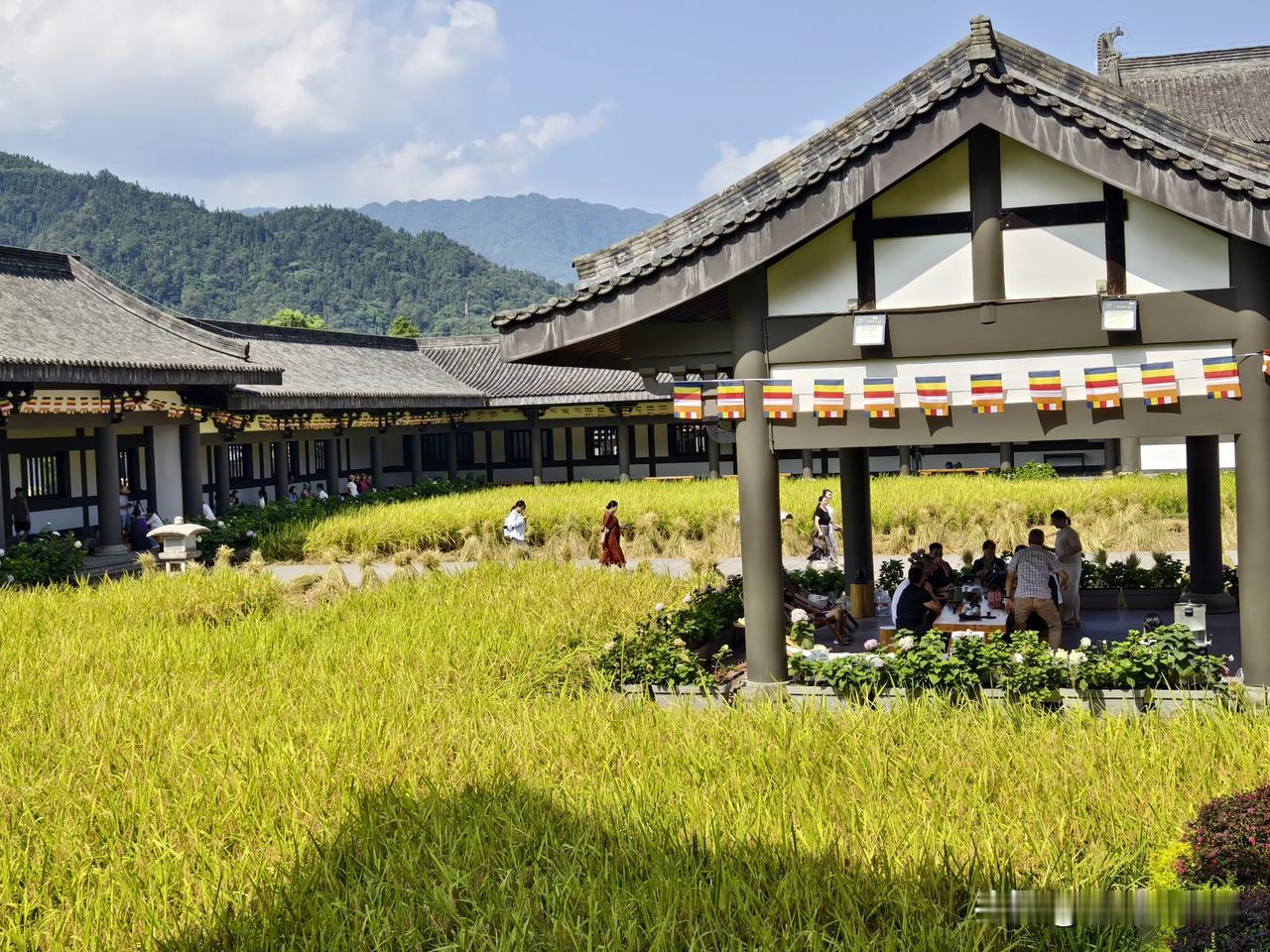 四川唯一农禅结合的光明寺开始收割稻谷了，一片繁忙，多了一些人间烟火气 @逍遥乐游