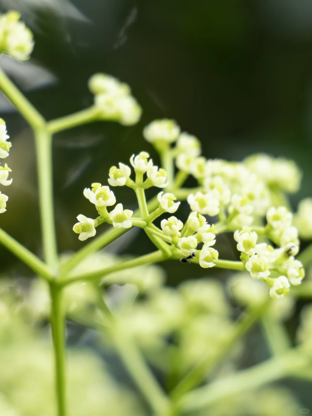 簕欓花椒 | 开满了夏天的淡绿色小花