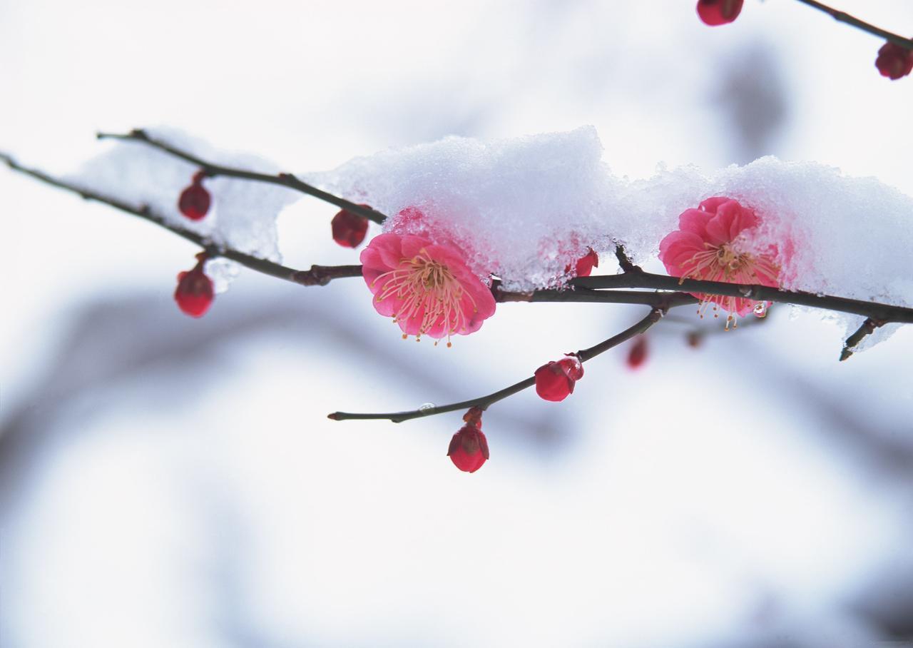 梅
 
 
一抹残红铺雪中，
千朵梅香万里浓。
三九严冬香如故，
笑叹凌寒傲骨风