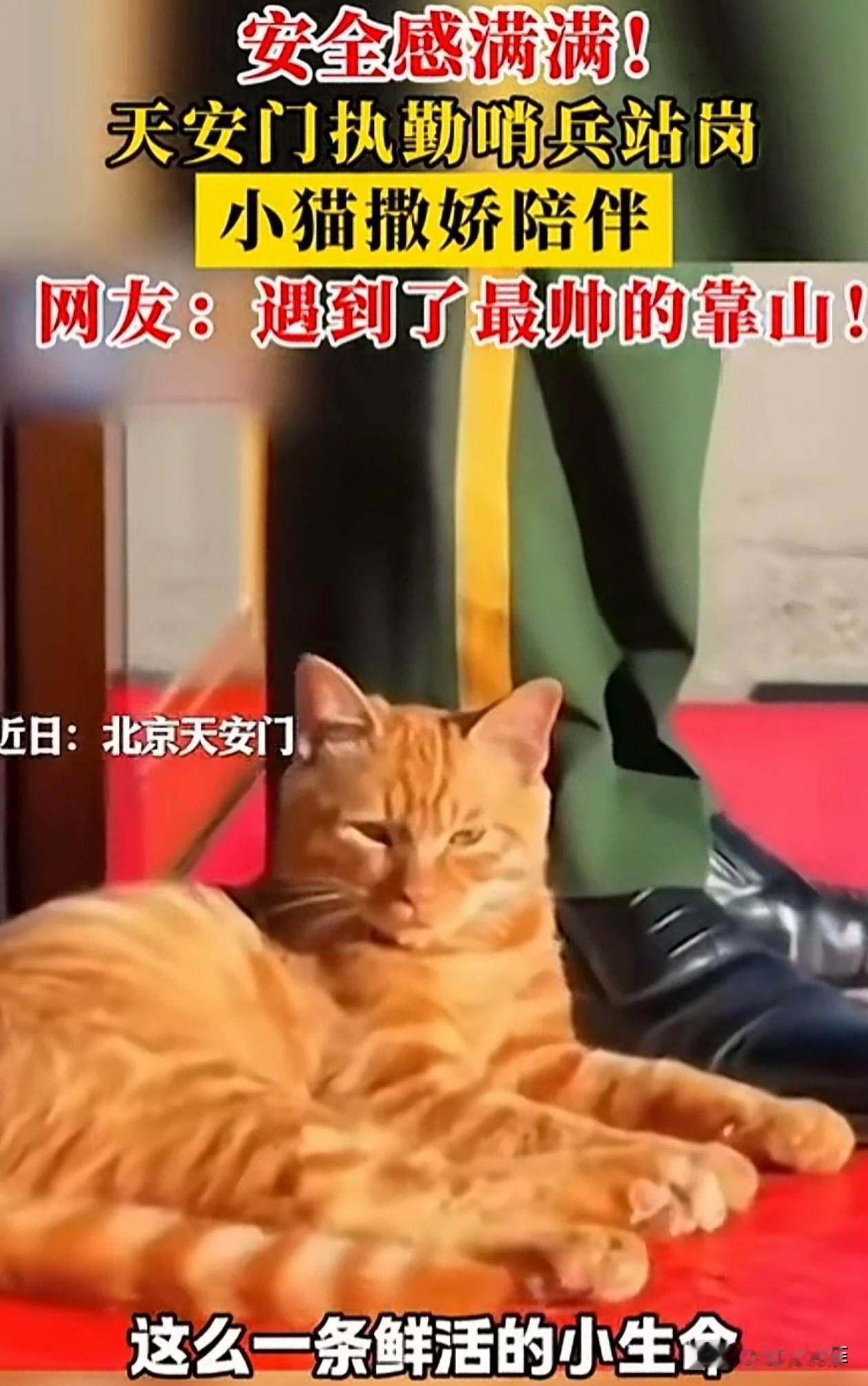 天安门站岗橘猫进宫了！陪执勤武警站岗的小橘猫，被宫猫小姐姐正式收编，成为了故宫猫