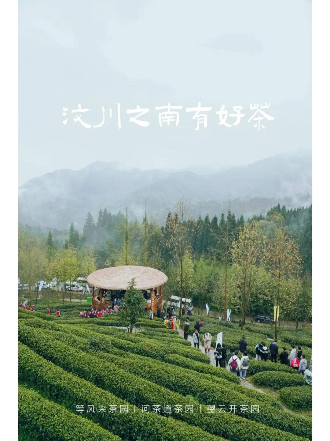 成都周边游｜清明采茶走进汶川诗画般的茶园