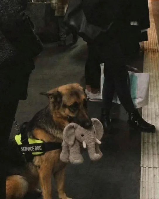 德国牧羊犬因不放毛绒大象未过考核一只德国牧羊犬，因拒绝放开它的毛绒大象玩具，而未