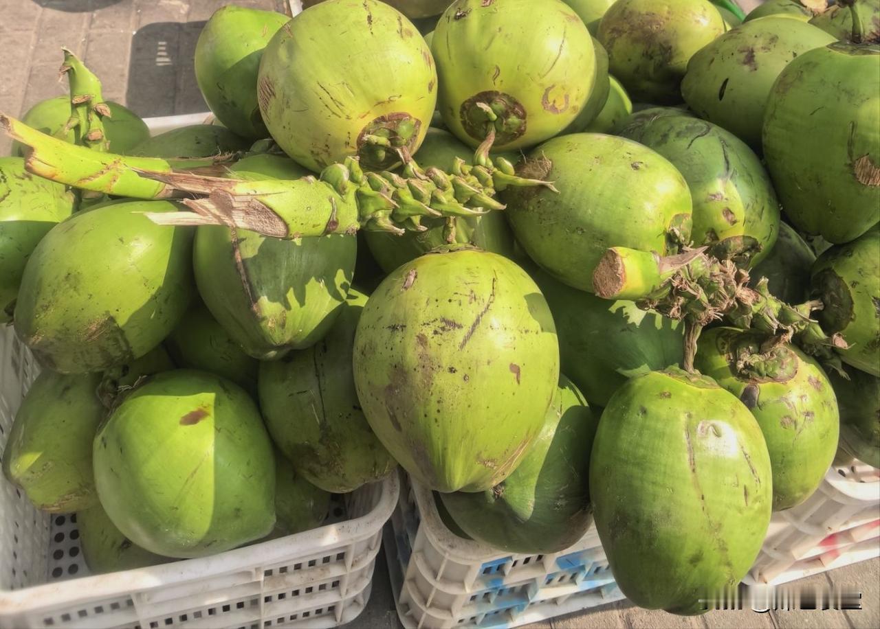 春日生活打卡季买了两个鲜椰子，卖的不给砍，只能自己回家砍，砍好了椰子汁也喝完了，