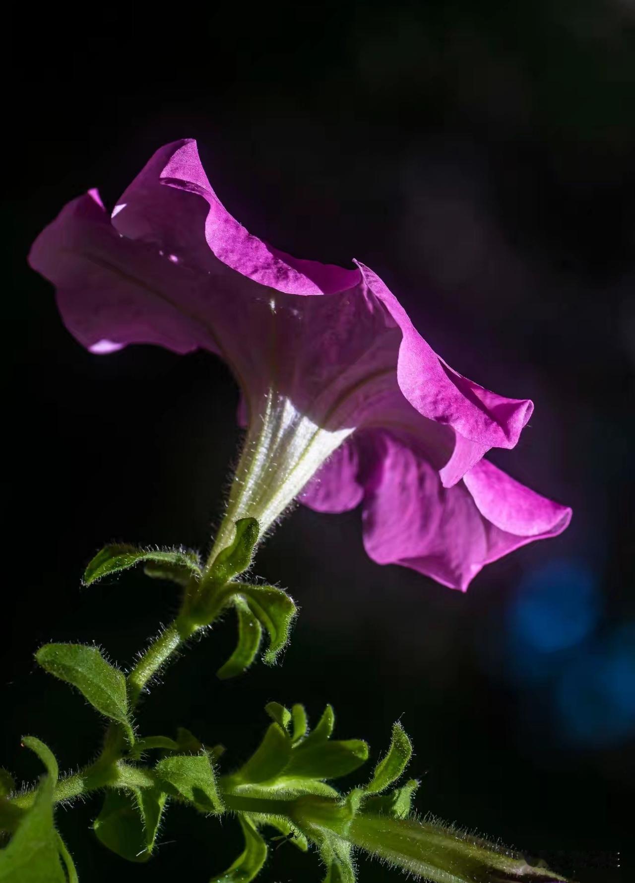 夏日里的一朵花
