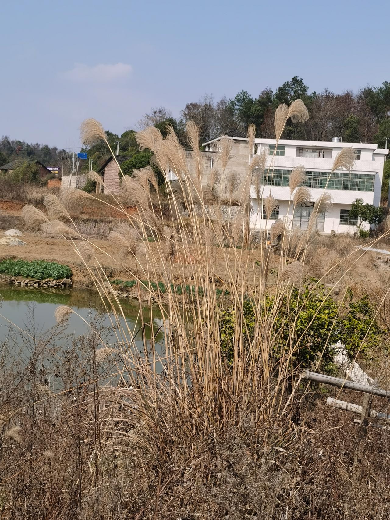 正月初五下午，我从反光镜中看到老母亲，倚在大门边苍老的身影，我不敢摇下车窗玻璃回