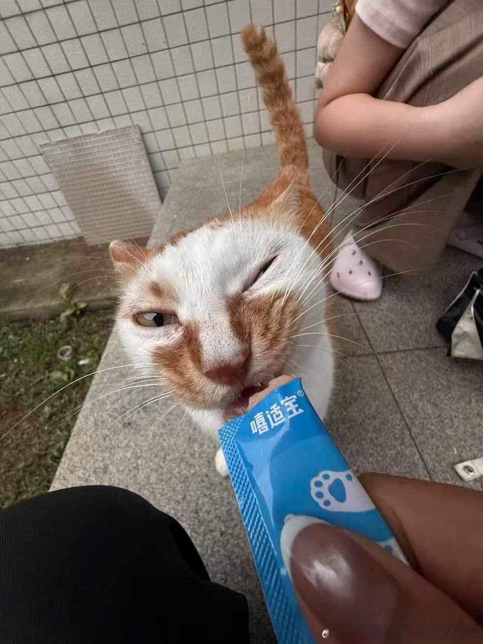 52184【丑猫】o.- ​​​