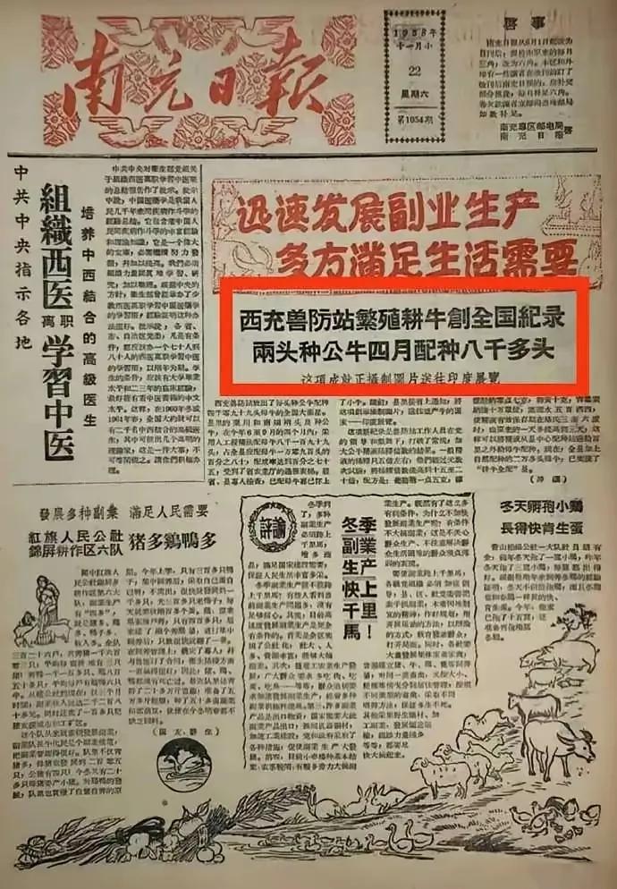 #我来说两句# 当年的《南充日报》刊登文章，“西充兽防站繁殖耕牛创全国纪录，两头