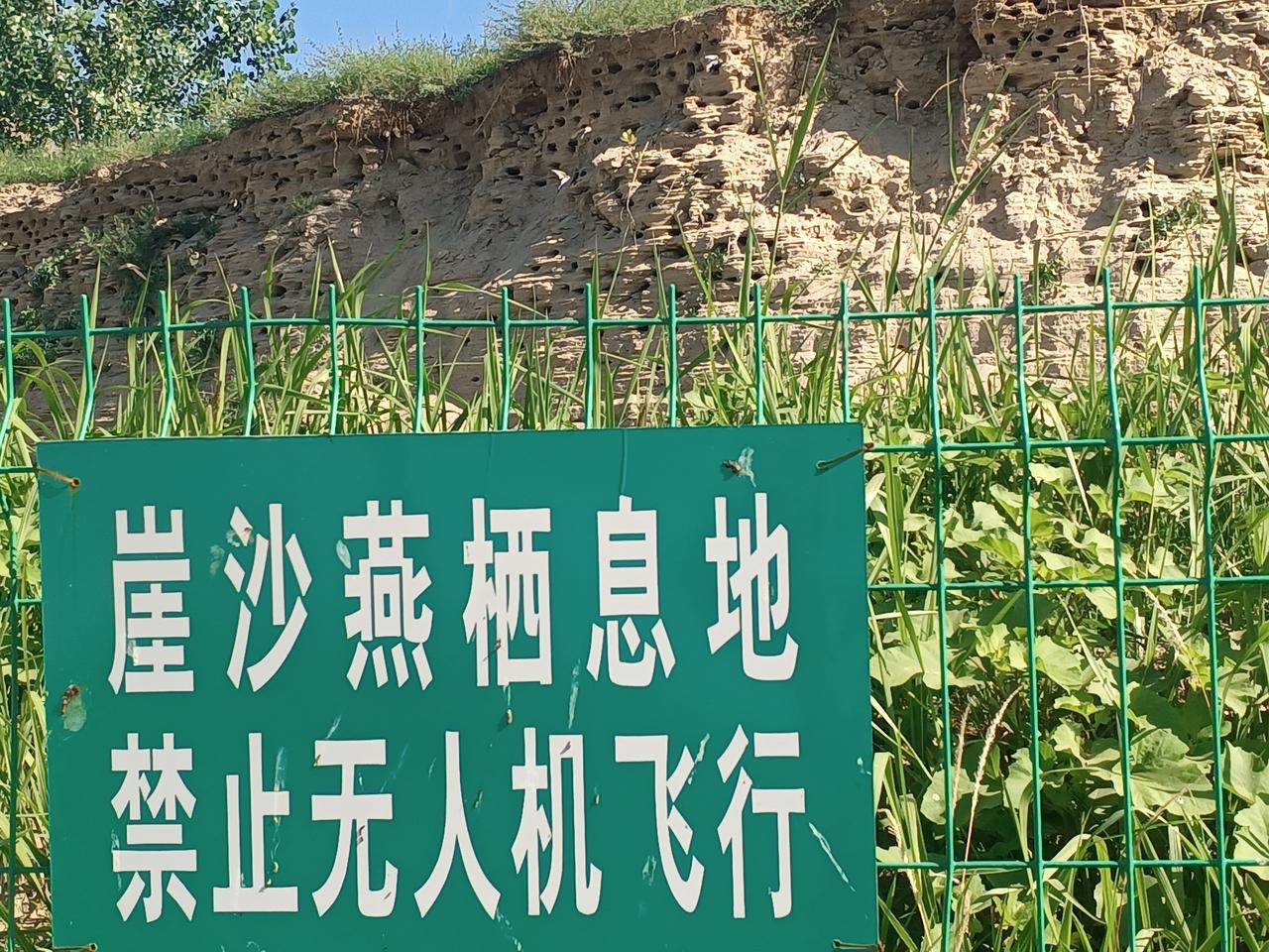 现在正是观赏崖沙燕的最佳时间。
       滹沱河云龙大桥往西高速桥不远就是崖