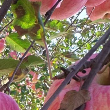 苹果的种植方法:一、选苗优先选嫁接苗，实生种子结果慢、品质差。北方选抗寒品种，南