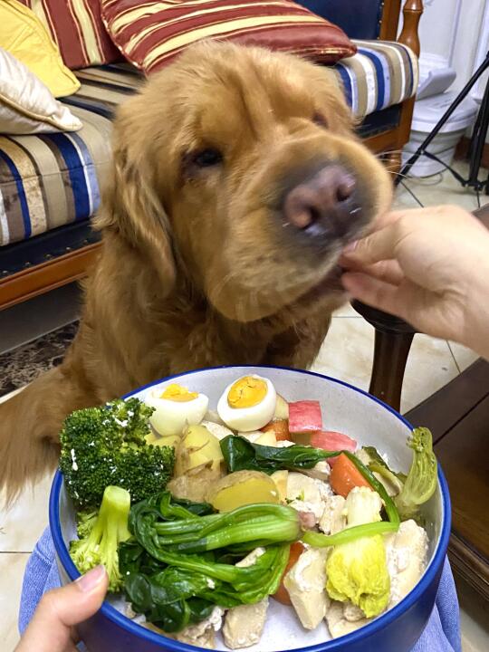 这是小狗饭🍚  可以看看姨姨饭吗？！
