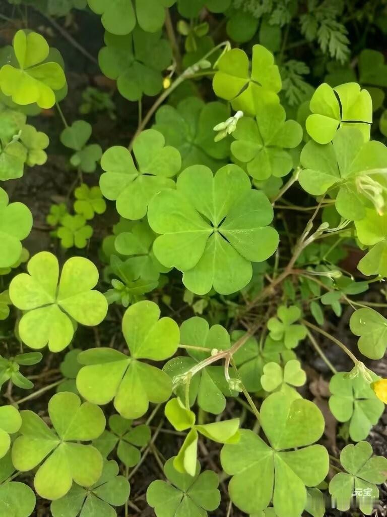遇见四叶草🍀，就是遇见好运。传说十万株三叶草里才有一株四叶草，能撞见它，说明幸