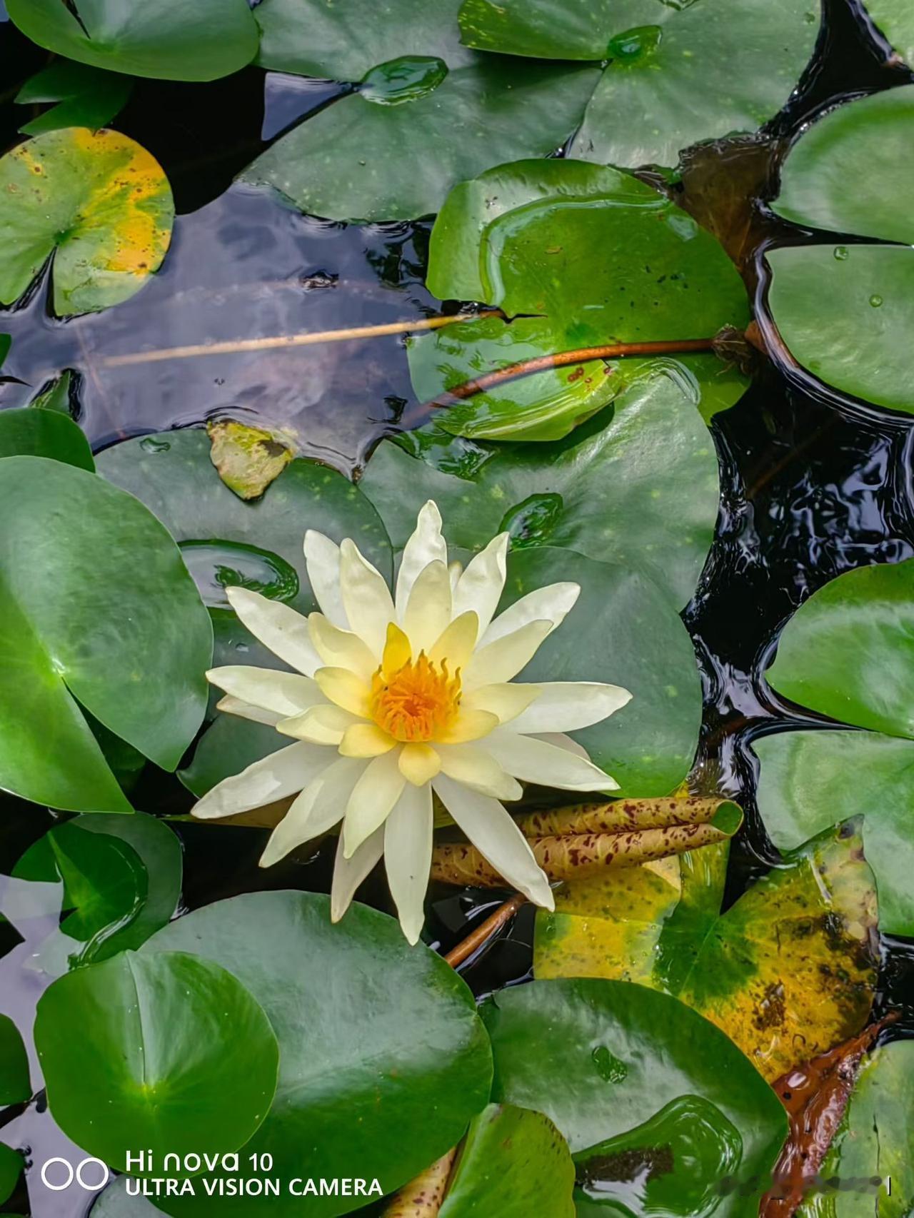 小姑子霏霏要叫去拿香瓜，刚下过雨，香瓜着沾满湿湿的泥，我也毫不客气，拿了整整两大