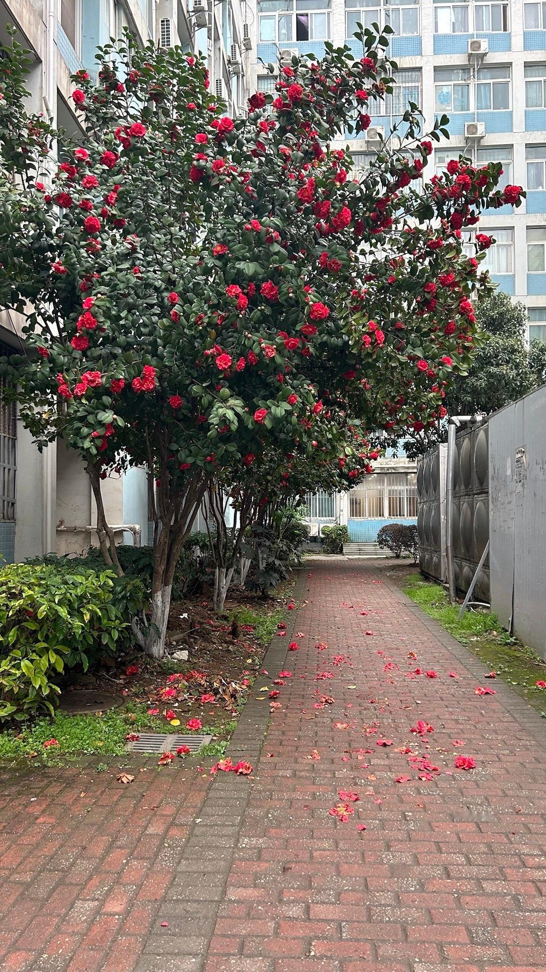 落红不是无情物 化作春泥更护花 ​​​