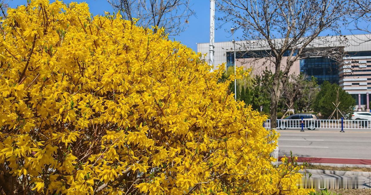 远望金色山  
近看花正艳